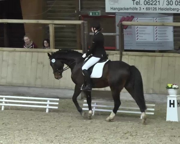 Hallenturnier Heidelberg-Kirchheim 2014