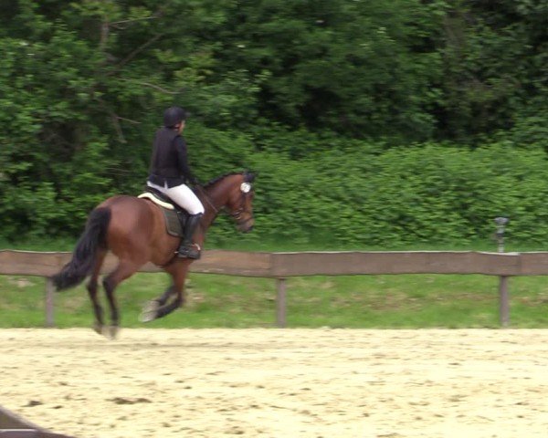 Reitturnier Wesel-Obrighoven 2025