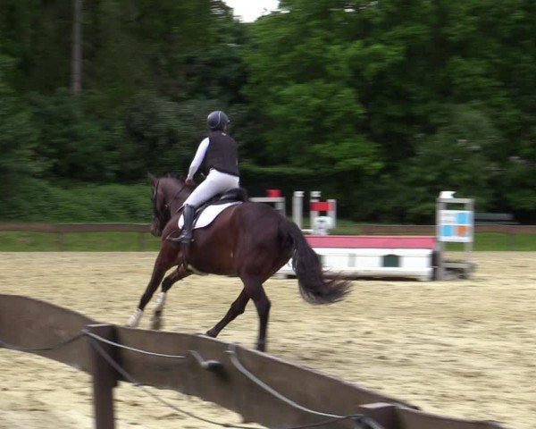 Reitturnier Wesel-Obrighoven 2025