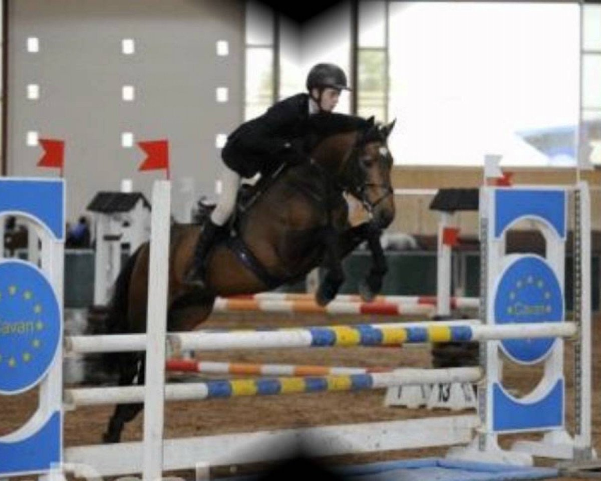 Deckhengst Ross Fear Bui (Connemara-Pony, 2006, von Templebready Fear Bui)