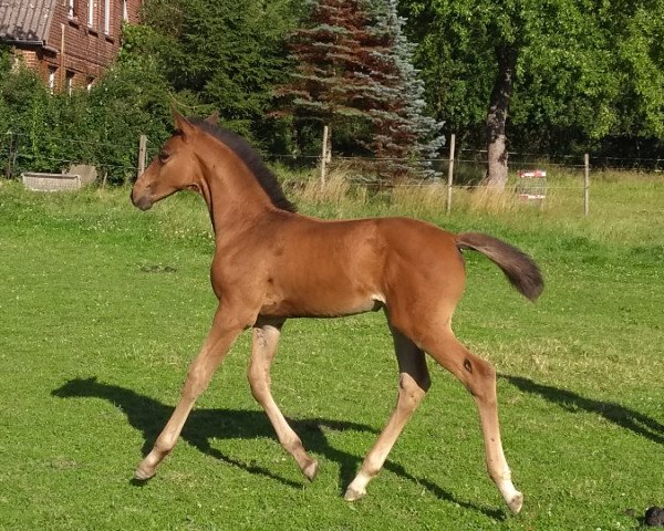 horse Nuances De Caramel (Holsteiner, 2020, from Diego de Semilly)