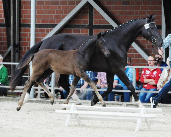 horse Stute von Zonik One / De Niro (Westphalian, 2017, from Zonik One)