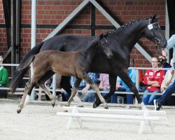 horse Stute von Zonik One / De Niro (Westphalian, 2017, from Zonik One)