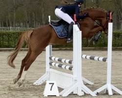 Deckhengst Steendieks Challenger (Deutsches Reitpony, 2016, von FS Chambertin)