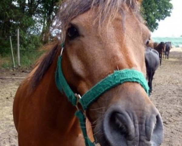 jumper Highwayman (Dartmoor Pony, 1999, from Cawsand Lightning)