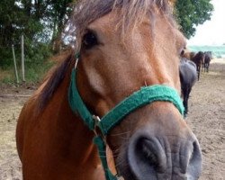jumper Highwayman (Dartmoor Pony, 1999, from Cawsand Lightning)