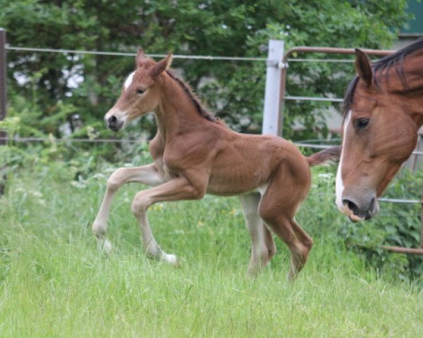 broodmare Holifina (Hanoverian, 2021, from High Level 7)