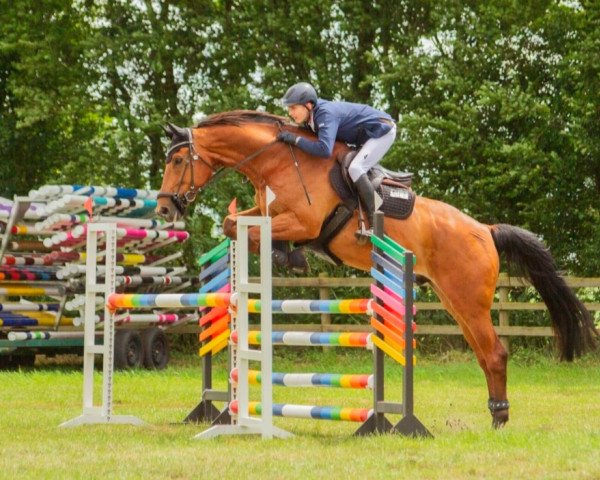 jumper Flügel 5 (KWPN (Royal Dutch Sporthorse), 2010, from Vagabond de la Pomme)