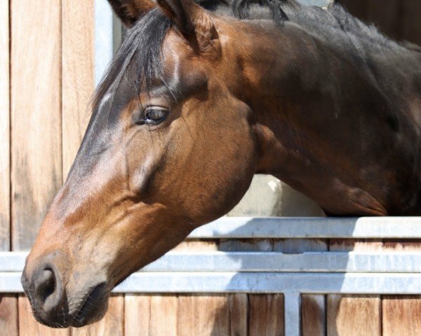 dressage horse For Chamb (Oldenburg show jumper, 2021, from Forlee)