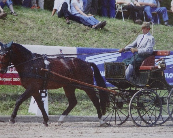 Deckhengst Veit (Sächs.-Thür. Schweres Warmbl., 2003, von Veritas) Deckhengst Veit (Sächs.-Thür. Schweres Warmbl., 2003, von Veritas)