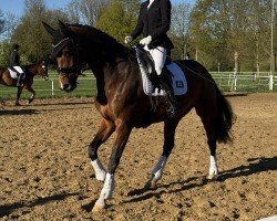Dressurpferd Man tau (Holsteiner, 2019, von Del 'Arko d'Henvet)
