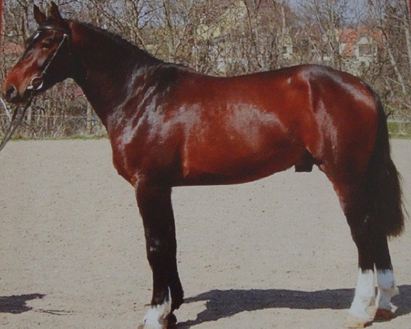 stallion Uranus (Heavy Warmblood, 2001, from Ullstein) stallion Uranus (Heavy Warmblood, 2001, from Ullstein)