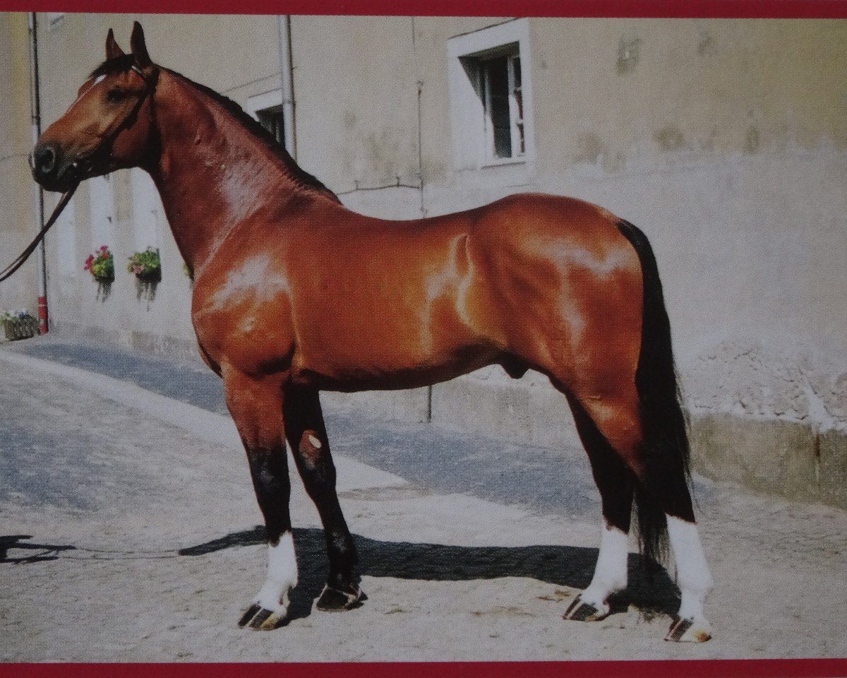 Deckhengst Valerian (Schweres Warmblut, 1998, von Valerius Mo 1478)