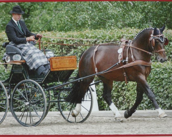 Deckhengst Lord Brown II (Sächs.-Thür. Schweres Warmbl., 2002, von Lord I 1446)