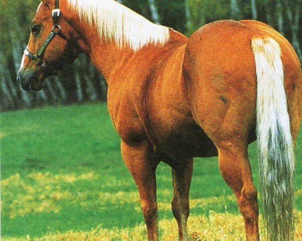 Pferd Chicks Command (Quarter Horse, 1979, von Fritz Command)