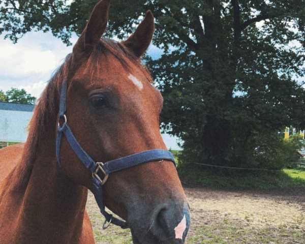horse Chesmu RS (Hanoverian, 2021, from Casalinos)