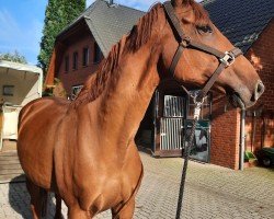 jumper Chacca 2 (Hanoverian, 2007, from Chacco-Blue)