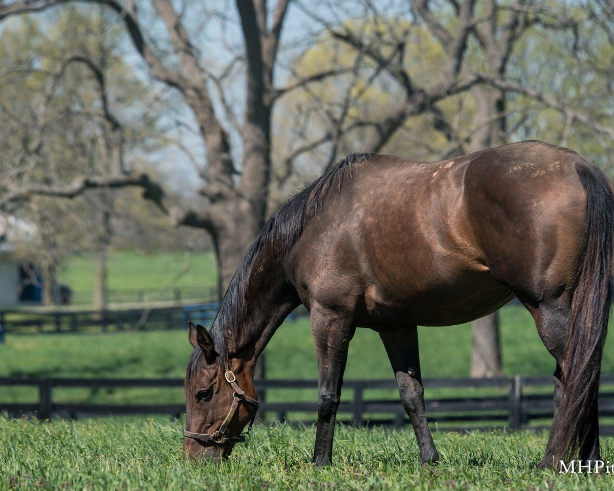 broodmare Shedaresthedevil xx (Thoroughbred, 2017, from Daredevil xx)