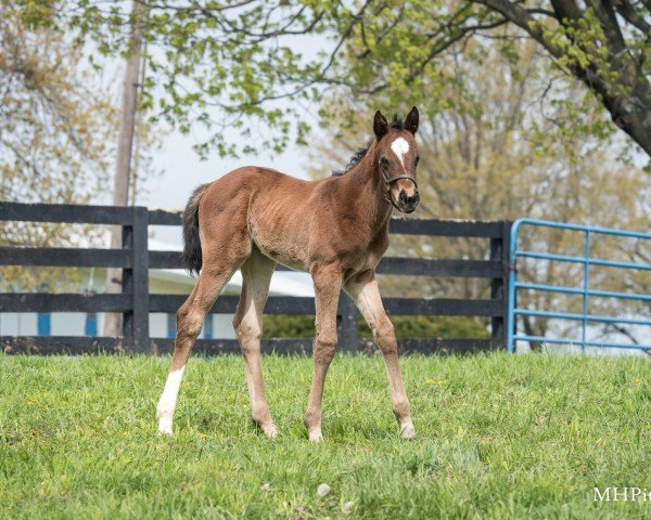 foal by Stute von Not This Time xx (Thoroughbred, 2025, from Not This Time xx) foal by Stute von Not This Time xx (Thoroughbred, 2025, from Not This Time xx)