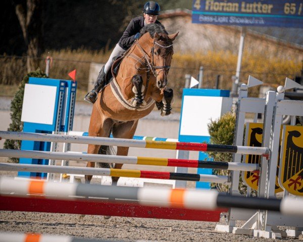 Cavallo da salto Laredo 218 (Cavallo Sportivo Tedesco, 2013, di Light Star)