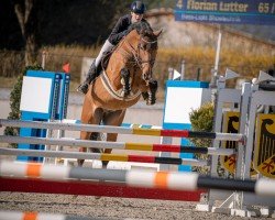 Springpferd Laredo 218 (Deutsches Sportpferd, 2013, von Light Star)