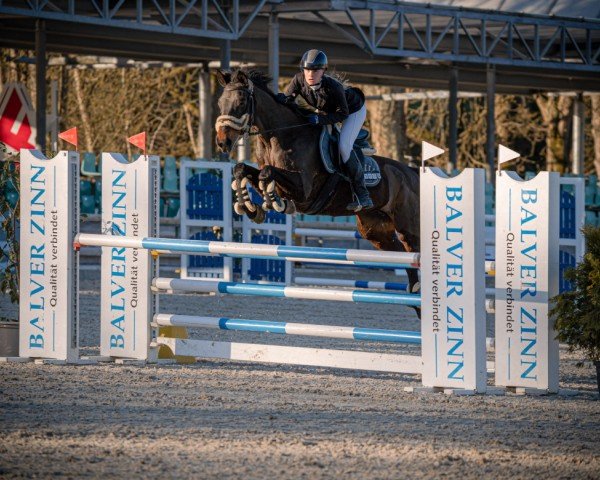 jumper Stella 852 (Hanoverian, 2006, from Stalypso)