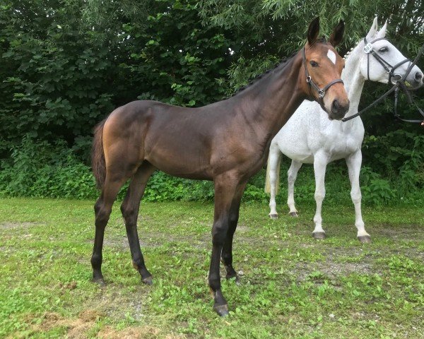 horse Catokia von Peckelsheim (Westphalian, 2021, from Catoki)
