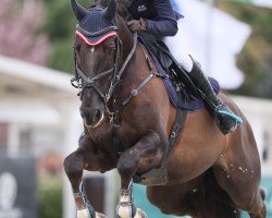 jumper Obama van't Laar (Belgian Warmblood, 2014, from Kannan)