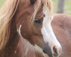 dressage horse Threestars Cita Mai (Welsh mountain pony (SEK.A), 2015, from Dirion Cymro Aur)