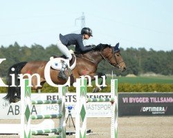 Springpferd Camblin Colorado (Irish Sport Horse, 2016, von Amaretto D'Arco)