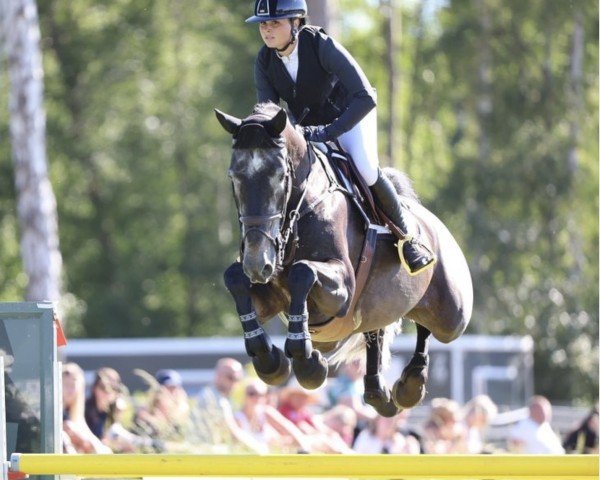 Springhest Cico G Z (Zangersheide, 2016, fra Cicero Z van Paemel)