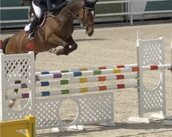 Springpferd Viva (Schwedisches Warmblut, 2012, von Vivaldi K)
