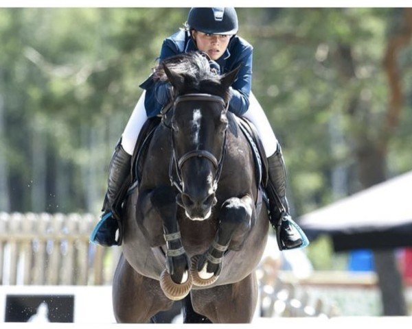 Pferd Senore Don Carlo (Schwedisches Warmblut, 2004, von Dirco)