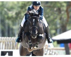 horse Senore Don Carlo (Swedish Warmblood, 2004, from Dirco)