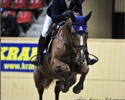 jumper Stella Q (Swedish Warmblood, 2007, from Maloubet de Pleville)