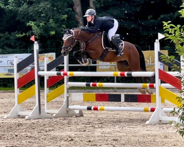 Zuchtstute SM Little Diva (Deutsches Reitpony, 2018, von Chattanooga)