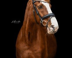jumper Blockbuster K (Oldenburg, 2003, from Balou du Rouet)