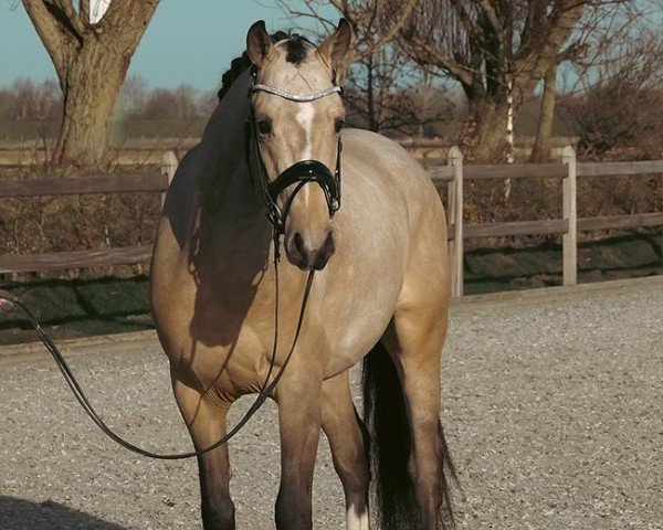 dressage horse Night Sky 6 (German Riding Pony, 2021, from Neverland WE)