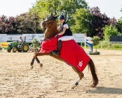 jumper Verity 4 (German Riding Pony, 2010, from Van Heinrich)