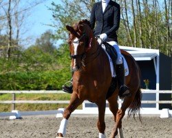 dressage horse Quantum B (Hanoverian, 2015, from Quaterhall)