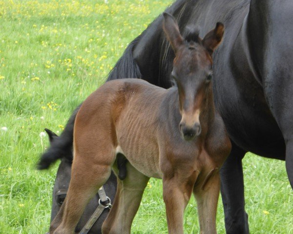 foal by Moredo TS (Westphalian, 2025, from Morrison)