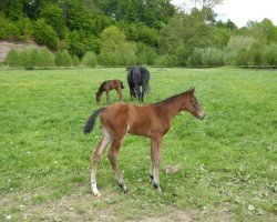 foal by Dinkel Dörte TS (Westphalian, 2025, from Danestos)