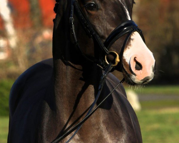 Dressurpferd Videlio 4 (Deutsches Reitpony, 2021, von Vincenzo NRW)