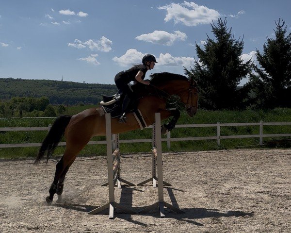 Dressurpferd Chacira P (Deutsches Sportpferd, 2019, von Chacfly PS)