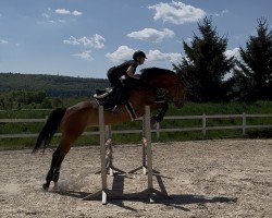 Dressurpferd Chacira P (Deutsches Sportpferd, 2019, von Chacfly PS)