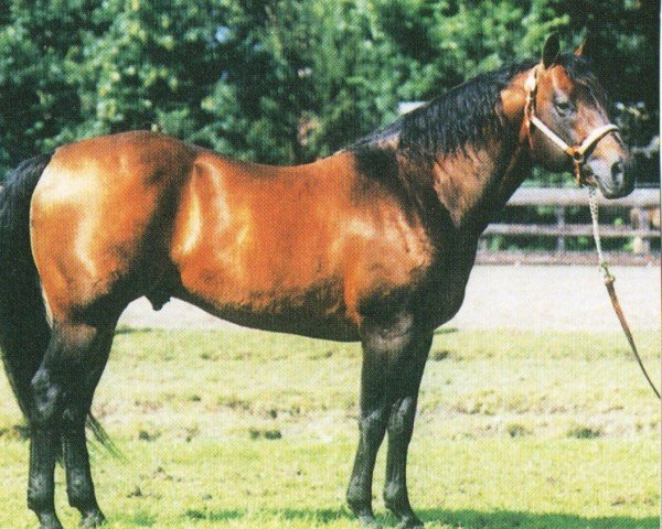 horse Listo Lena (Quarter Horse, 1988, from Doc OLena)