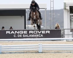 Springpferd Neymar (KWPN (Niederländisches Warmblut), 2018, von VDL Harley)