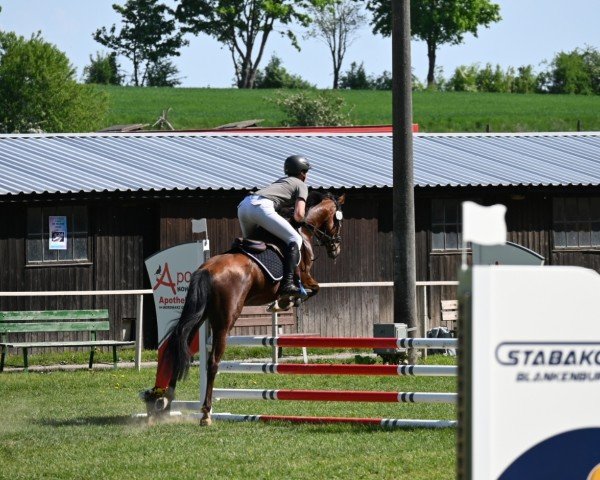 jumper Zimba van de Ijsseldijk (Swedish Warmblood, 2021, from Zodiak)