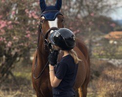 jumper Finley III (KWPN (Royal Dutch Sporthorse), 2010, from Mr.Blue)