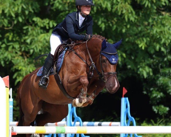 Springpferd Califee 3 (Holsteiner, 2014, von Calido I)